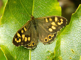 Speckled Wood Butterfly, Butterfly photography,