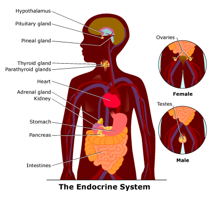 human circulatory system for kids. circulatory system images for