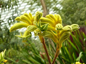 Kangaroo paw flowers