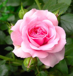 Gambar Bunga Mawar Yang Cantik Mempesona 200163_Pink Roses