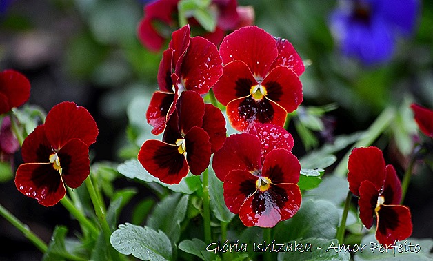 amor perfeito - Glória Ishizaka.1