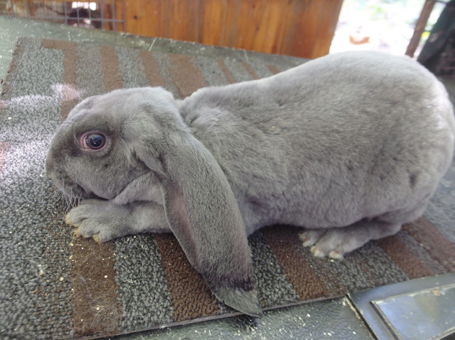 Velveteen Lop