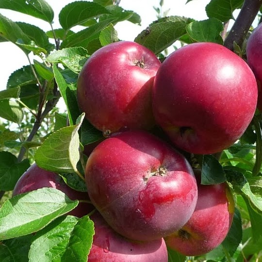 http://www.treesandplants.co.uk/products/Spartan-Apple-Trees.html