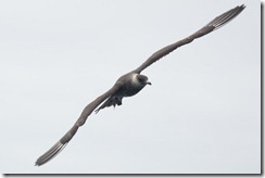 Pomeraine Skua