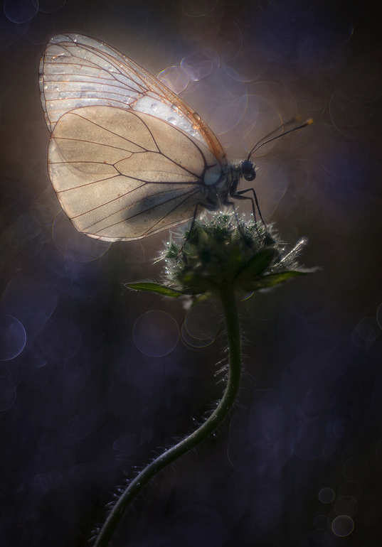 Mariposa de alas frágiles y nacaradas sobre una planta