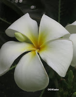 plumeria, frangipani