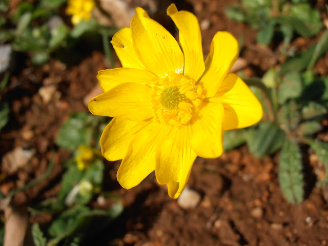 Flor de RANÚNCULO DE INVIERNO: Ranunculus ballatus