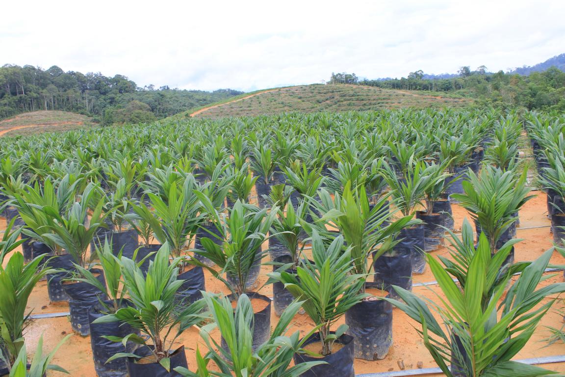  Perkebunan  Kelapa  Sawit  PT Kahayan Agro Plantation 