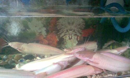 https://miefbird.blogspot.com/2018/02/daftar-harga-ikan-lele-hias-albino-putih.html