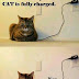 Cat Charge