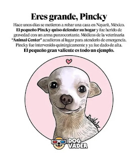 Murió Pinky, la perrita chihuahua que defendió su hogar con valentía