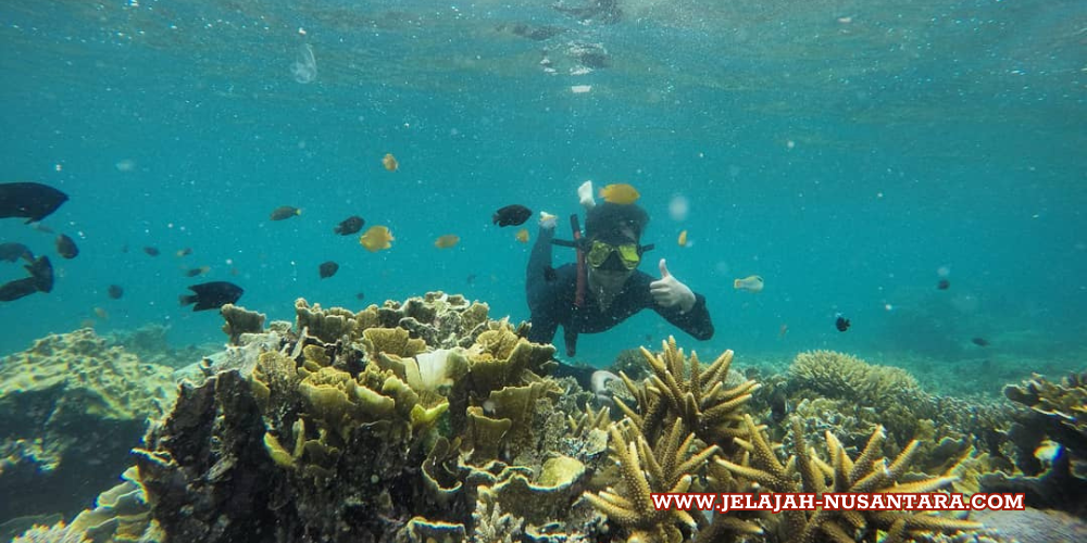 aktivitas snorkeling wisata pulau pari kepulauan seribu jakarta
