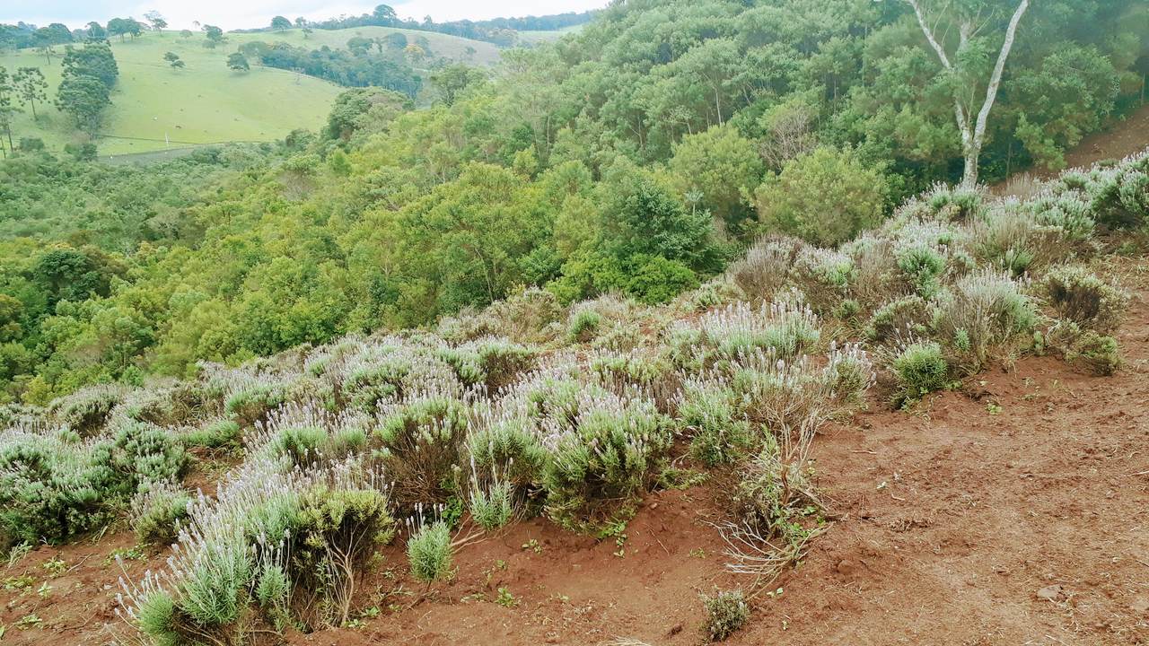 O Contemplário de Cunha - Campos de Lavanda em São Paulo