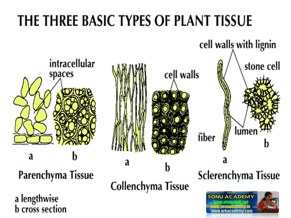SONU ACADEMY: PLANT TISSUE-TEXT