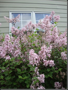 Bugs and Blooms 029