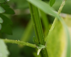 nettle Stings