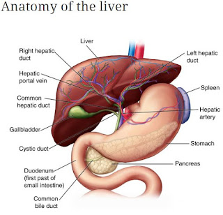 Anatomy of the liver