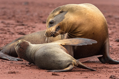 Galápagos Sea Lions, Rabida Island