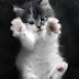 Top 10 Cute Cat Pictures | Cute Cat Pictures | Cute Cat Wallpapers