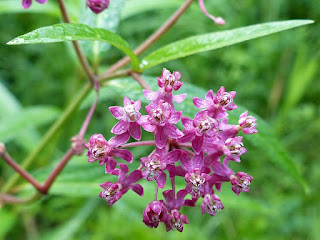 Asclépiade incarnate - Asclépiade des marais - Asclepias incarnata