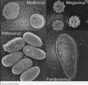 Virus Raksasa Prasejarah ditemukan di Permafrost Siberia