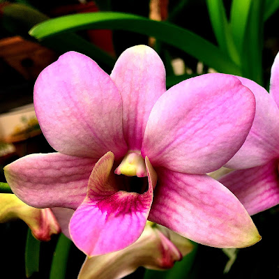 Pink Dendrobium