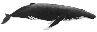 yubarta Megaptera novaengliae ballenas