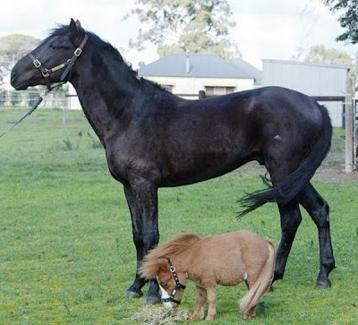 Charming Miniature Horse Koda Seen On www.coolpicturegallery.us