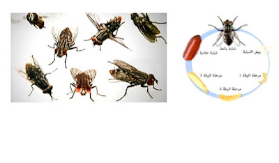 اعجاز الله في خلق الذباب God's miracles in creating flies