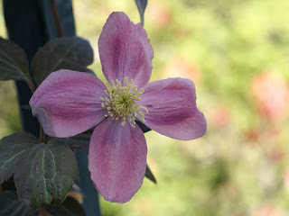 Clematis montana cv. 'Rubens'