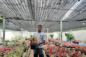 Nyari Aglaonema Harga Grosir di Lampung? Owner : Kesini Saja ke Aglonema Grosir Lampung Yai