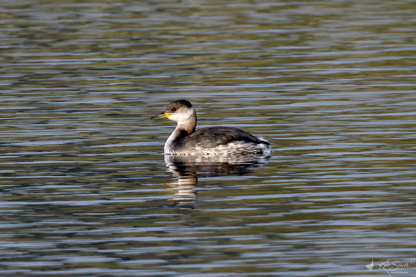 Red-necked grebe