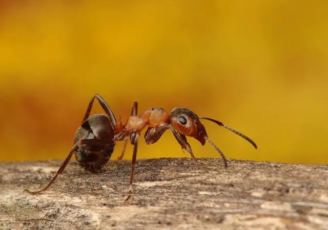Top 10 Biggest Ants in the World (2023)