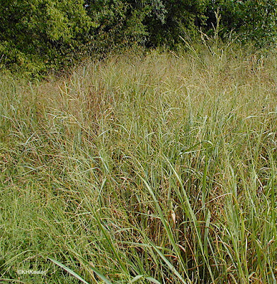 Panicum virgatum, switchgrass