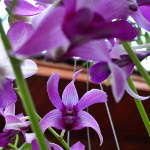 My Orchid Garden 2011