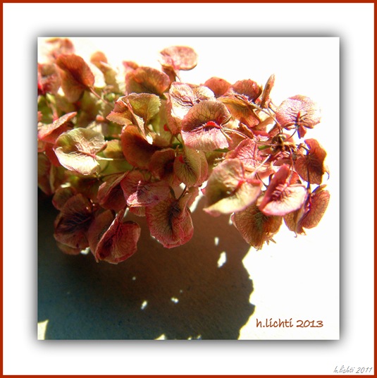 DSCF0137
