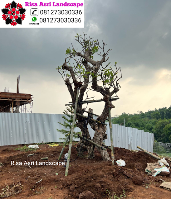 Kamboja Fosil, Panggang Iprik, Bonsai Beringin Dolar, Bonsai Serut Fosil, Randu Varigata, Pohon Pule Monster, BotleTree, Olive Tree Zaitun, Bonsai Dolar Mangkok, Pohon Tabebuya, Bonsai Anting Putri, Pohon Jasmin Dll