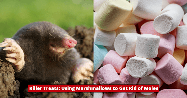 killing-moles-with-marshmallows