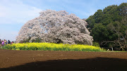 ４月１５日午後、吉高の山桜を見てきました。駐車場と現地の間は多くの見物客で .