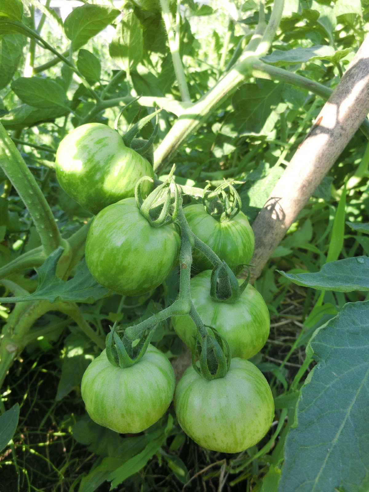育てるならどれ トマトの品種の選び方と楽しみ方