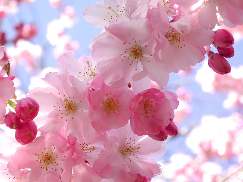 Japan has a wide variety of cherry blossoms sakura well over 200 