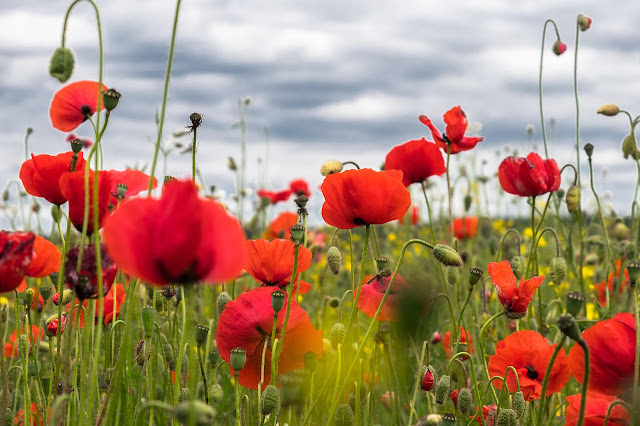 The Meaning of Poppy Flower