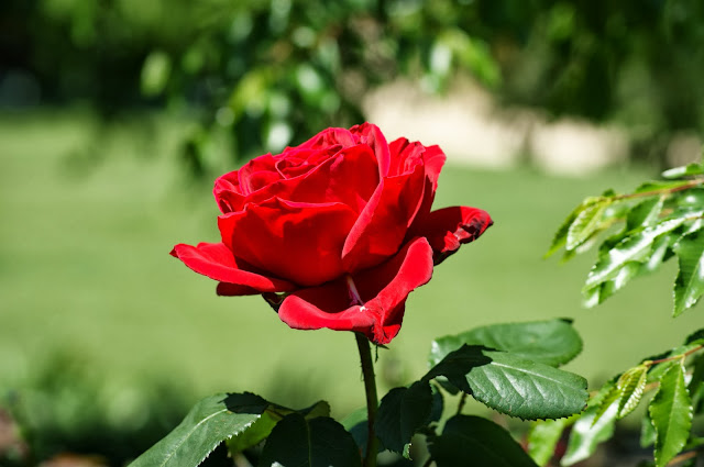 Beautiful Red Rose Wallpapers Free Download