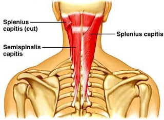 semispinalis muscle, anatomy, muscle picture