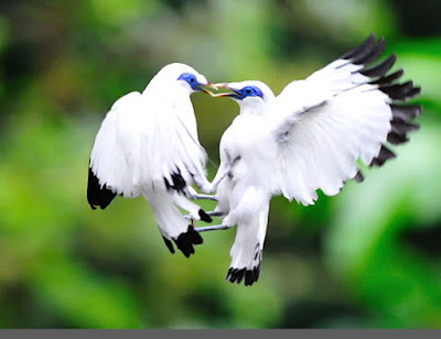 burung jalak bali