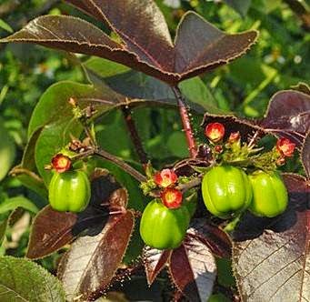 Jarak Wulung (Jatropha gossypifolia L.)