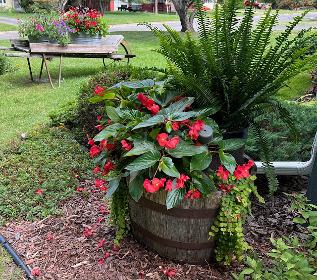 Photo of an oak barrel planter with a fern, begonias, and creeping Jenny.