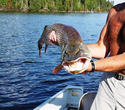 Troy Bechtel released large pike