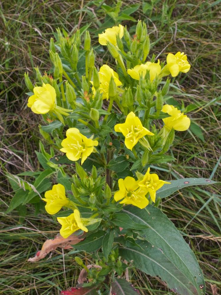 Manfaat dan Khasiat Bunga Evening Primrose Oenothera Biennis Manfaat dan Khasiat Bunga Evening Primrose Oenothera Biennis