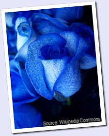 450px-Blue_rose-artificially_coloured